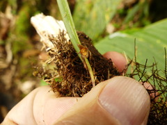 Pleurothallis ensata