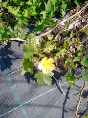 Modiolastrum malvifolium