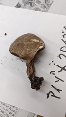 Porphyrellus fumosipes