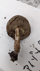 Porphyrellus fumosipes