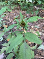 Bidens vulgata