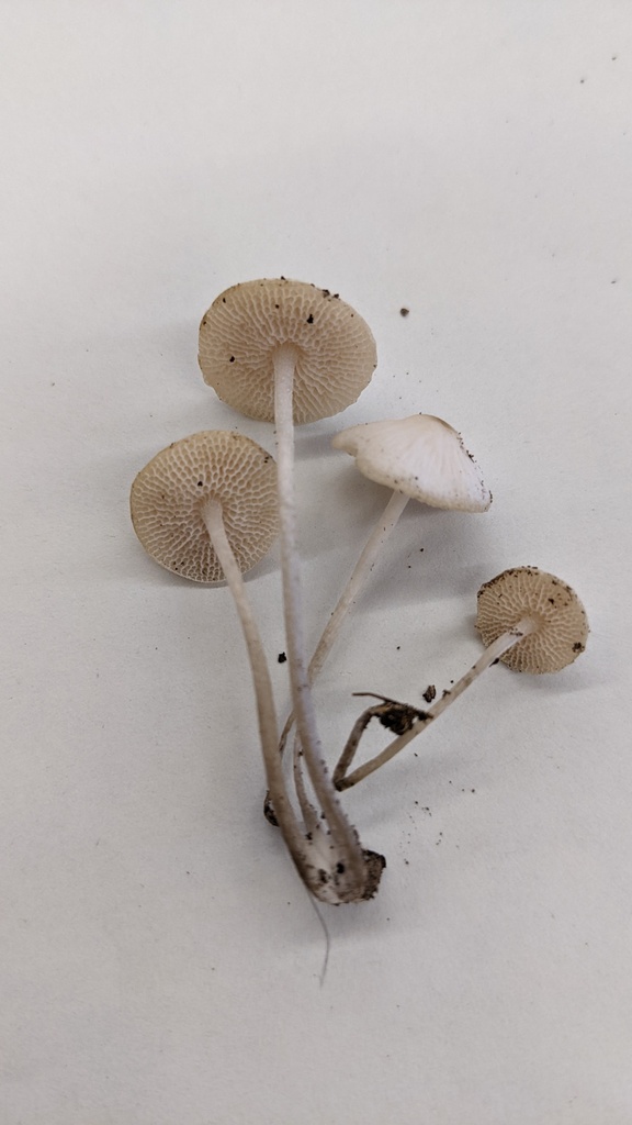 Favolaschia manipularis · October 2022 · photo: © atsushi_nakajima_cirque (iNaturalist, cc-by)