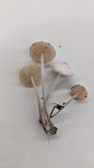 Favolaschia manipularis