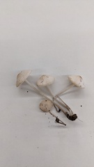 Favolaschia manipularis