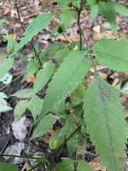 Bidens vulgata