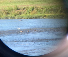 Branta canadensis