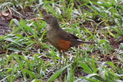 Turdus rufiventris