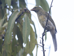 Saltator striatipectus