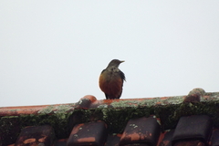 Turdus rufiventris