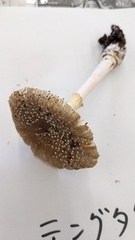 Amanita sychnopyramis