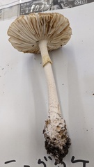 Amanita sychnopyramis
