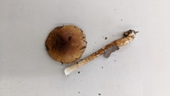 Limacella