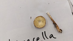 Limacella
