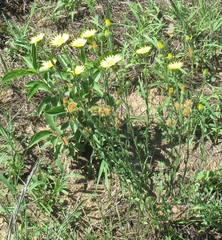 Bradburia pilosa