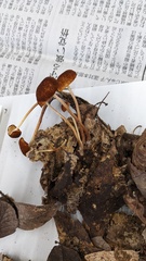 Marasmius