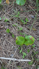 Hydrocotyle bonariensis