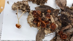 Marasmius