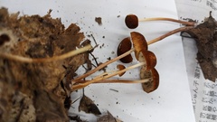 Marasmius