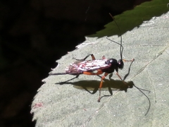 Pimpla pedalis