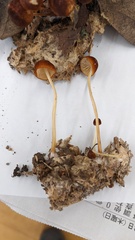 Marasmius