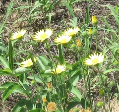 Bradburia pilosa