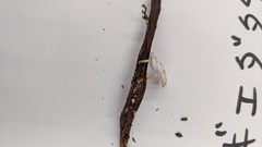 Strobilurus ohshimae