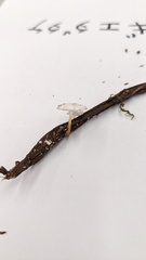 Strobilurus ohshimae