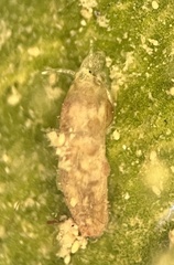Caecum