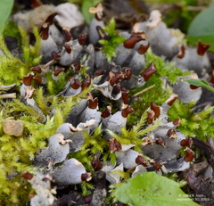 Peltigera polydactylon