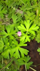 Geranium solanderi