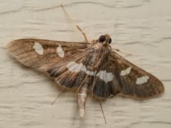 Desmia funeralis