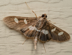 Desmia funeralis