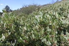Arctostaphylos