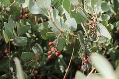 Arctostaphylos