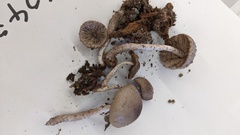 Coprinopsis cineraria