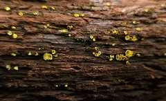 Chlorosplenium chlora