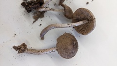 Coprinopsis cineraria