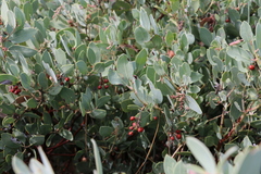 Arctostaphylos