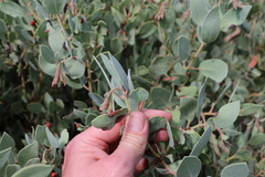 Arctostaphylos