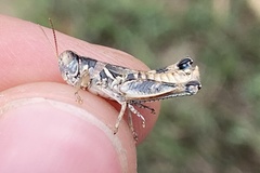 Melanoplus lakinus