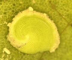 Archaias angulatus