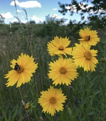 Coreopsis grandiflora