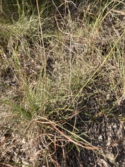 Bouteloua hirsuta