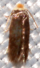 Stigmella
