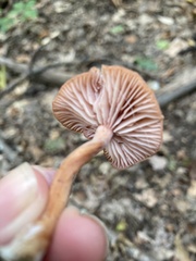 Laccaria bicolor