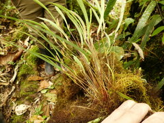 Pleurothallis ensata