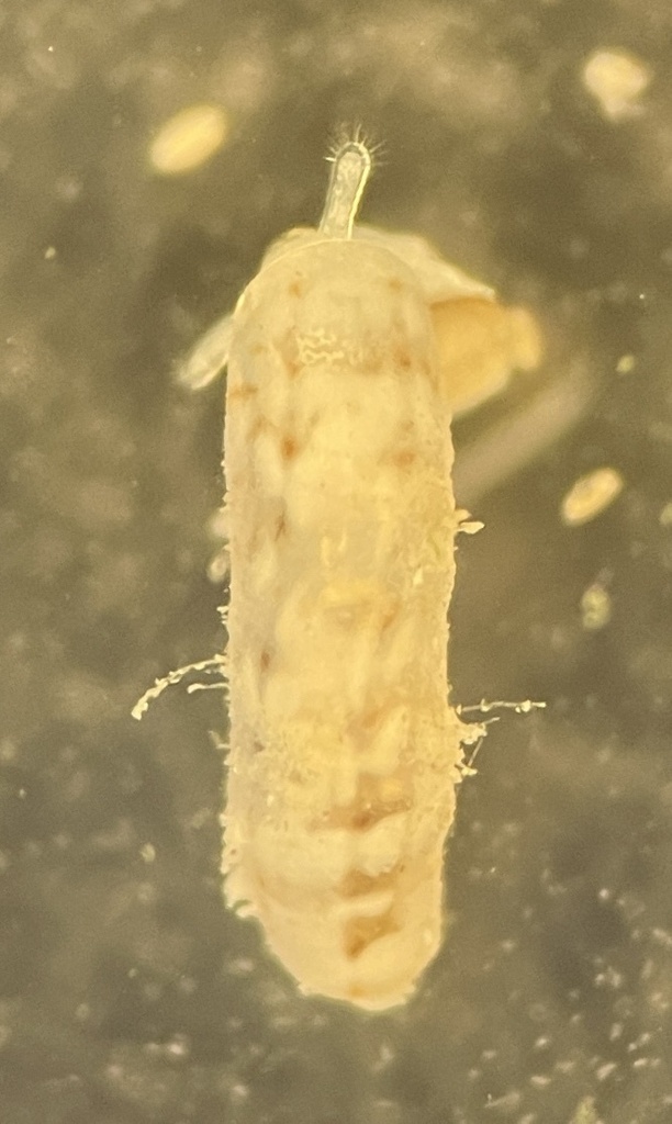 plicate caecum
