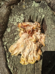 Phaeotremella foliacea