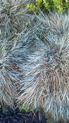 Angiospermae