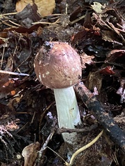 Stropharia rugosoannulata